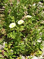 Potentilla Hookeriana (fam. Rosacees)(Am. du Nord)(02) (Photo F. Mrugala)